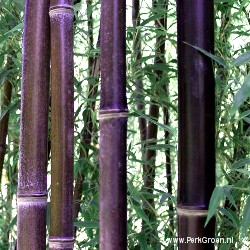Phyllostachys nigra detail nieuwe scheut 250px copyright www.PerkGroen.nl
